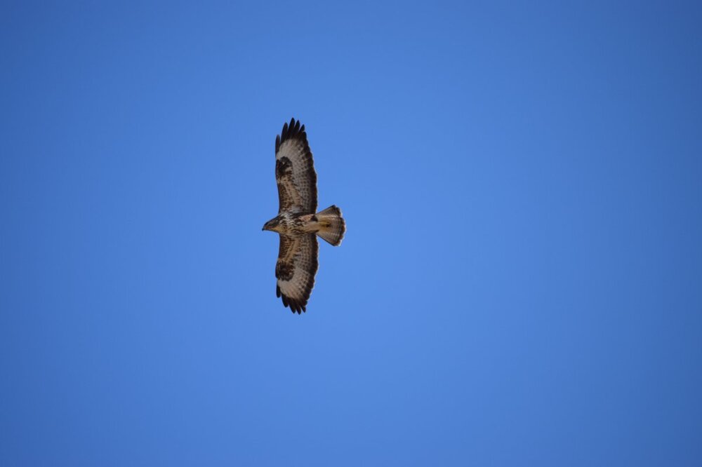 DSC_1532.JPG